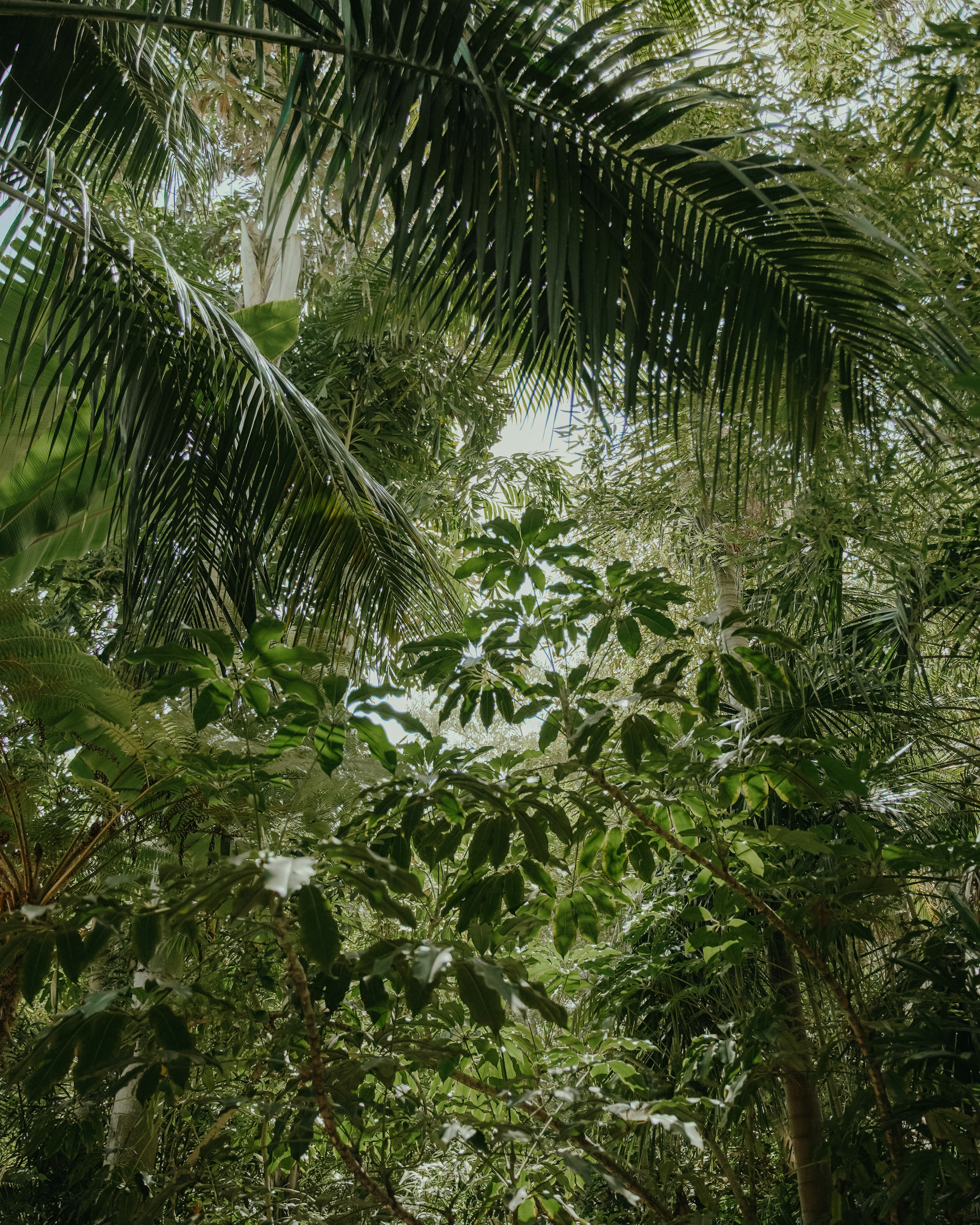 green coconut tree under white sky during daytime